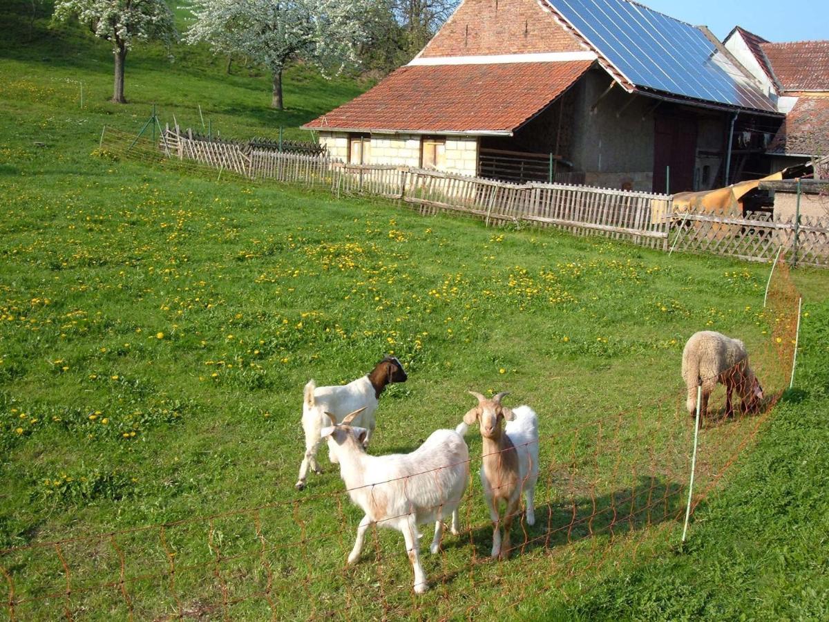 Ferienwohnungen "Allerleigruen" Langenroda エクステリア 写真
